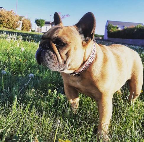 Magnifique chiot bouledogue français 