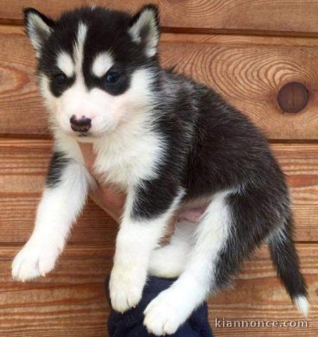 Disponible de suite magnifique chiots Husky Siberien 