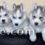 Magnifique Chiots Husky Sibérien disponible de suite