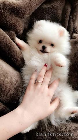 Disponible de suite magnifique chiots Spitz Nain Pomeranian 