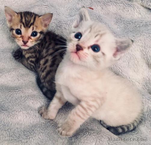 3 Chatons Bengal LOOF