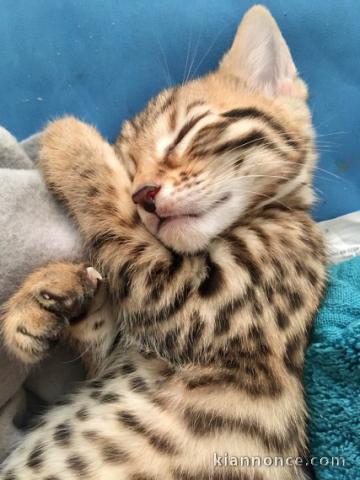 3 Chatons Bengal LOOF