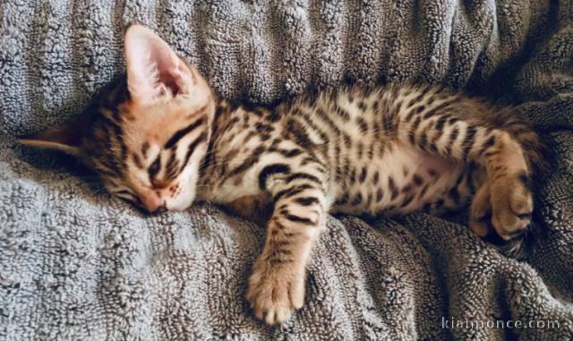 3 Chatons Bengal LOOF