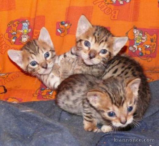 3 Chatons Bengal LOOF