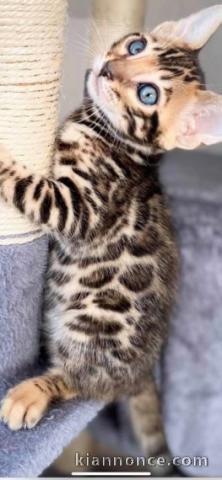 superbes chatons de race Bengal non LOOF