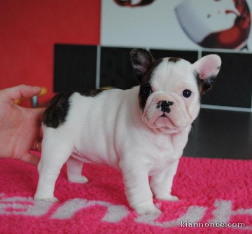 Adorable et magnifique chiots Bouledogue français