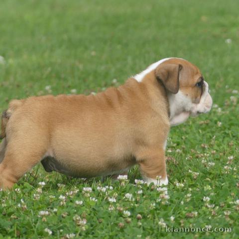 4 Chiots Bulldog Anglais POUR COMPAGNIE 