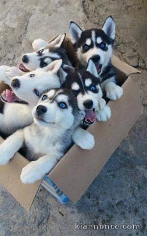 Disponible de suite magnifique chiots Husky Siberien 