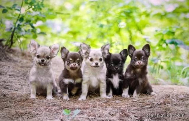 Disponible de suite magnifique chiots chihuahua