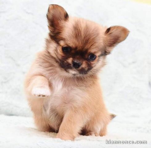 Disponible de suite magnifique chiots chihuahua