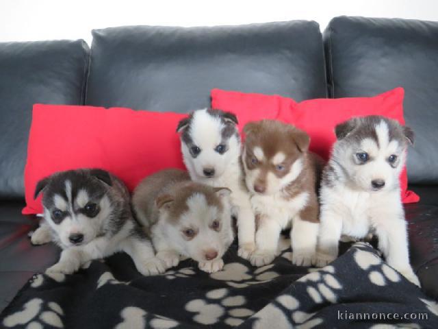 Chiots Siberian Husky A DONNER 