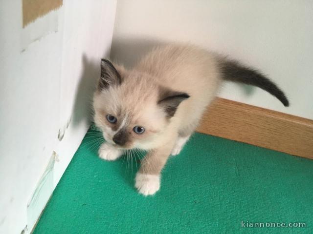 Beaux chatons de Brocéliande prêts à l\