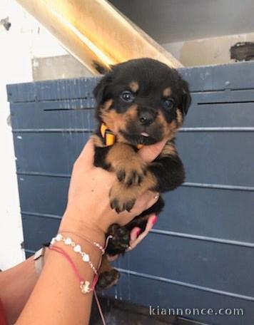 Chiots rottweiler à donner