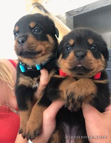 A donner chiots rottweiler