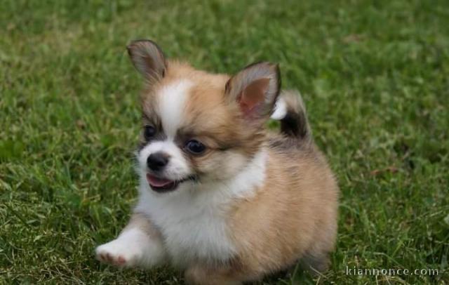 Disponible de suite magnifique chiots chihuahua