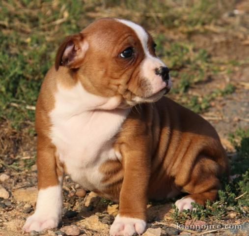 A donner chiots staffordshire bull terrier