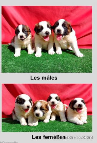 A donner Splendide chiots saint bernard