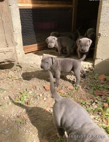 A donner Superbes chiots cane corso recherchent famille