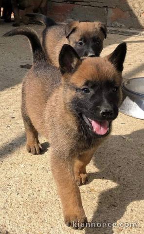 A donner Chiots berger belge malinois pour adoption