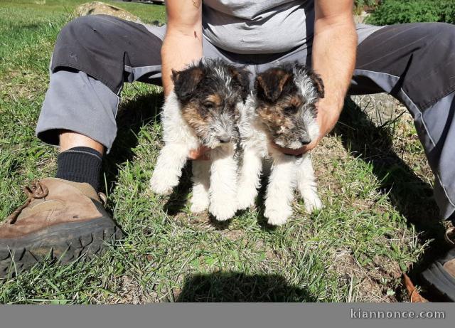 A donner Chiots fox terrier pour adoption
