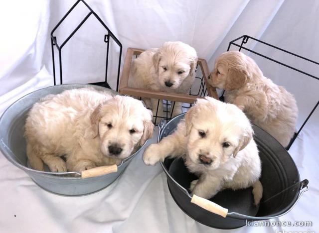 A donner Chiots Golden Retriever 