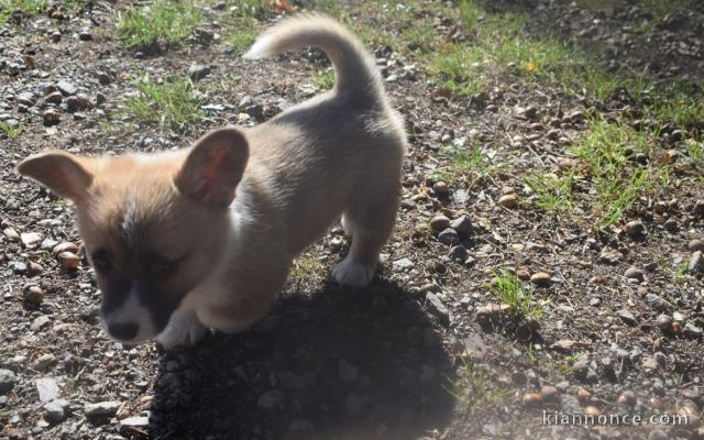 A donner Chiots Welsh Corgi Pembroke pour personne sérieuse 