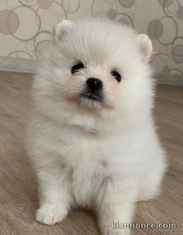 A donner Spitz pomeranien, chiots nain, vraiment mini