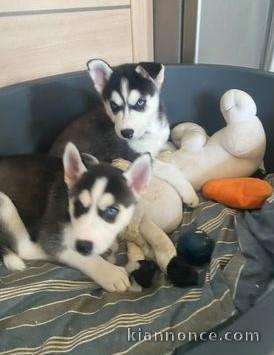 A donner Superbes chiots husky recherchent de nouvelles familles