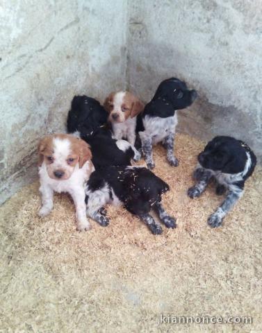 A donner 9 chiots epagneul breton pour adoption