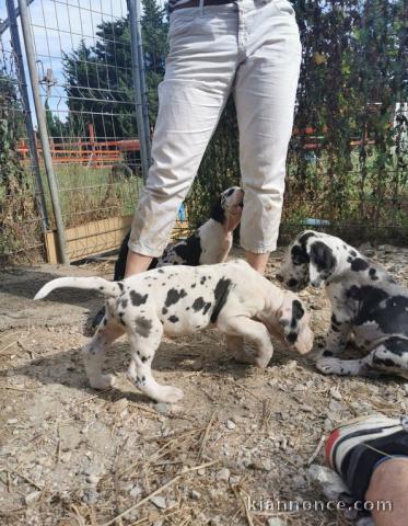 A donner Chiots dogue allemand de 10 semaines