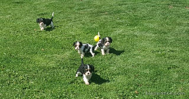 A donner Chiots cavalier king charles disponible