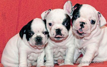 A donner 5 chiots Bouledogue Français