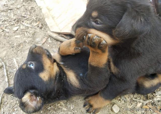 A donner Chiots Beauceron ou berger de beauce 