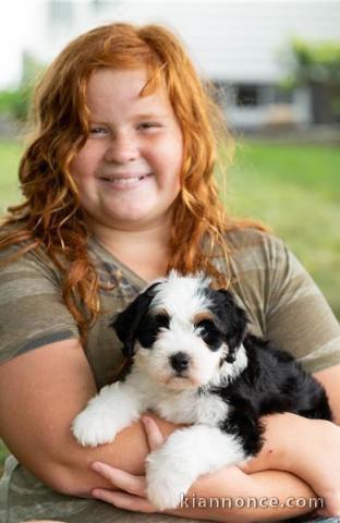 Magnifique chiots Mini-bernedoodle