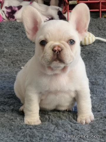 Chiots bouledogue français Loulou