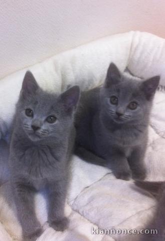 A donner chatons Chartreux 