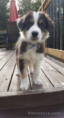 Magnifique chiots berger australien 