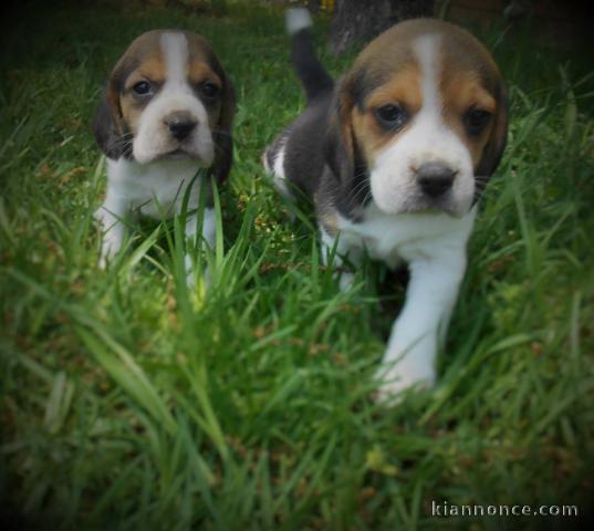 A donner CHIOTS BEAGLES 