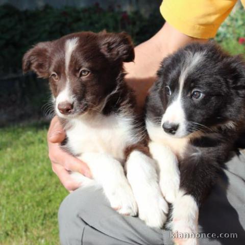 Adorable chiots  Border Collie 