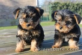 Petits chiots Yorkie Teacup à vendre