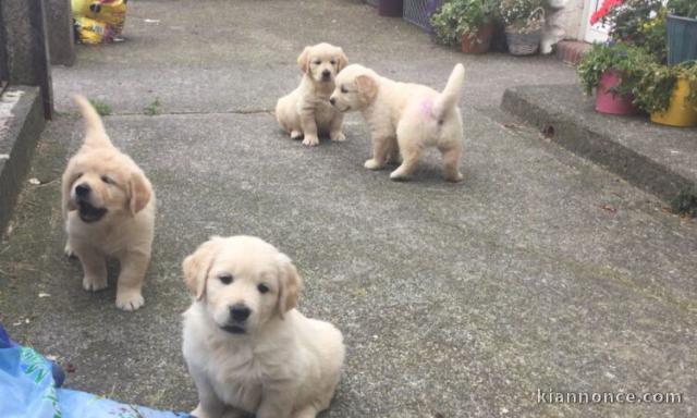 Chiots Golden Retriever