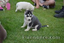 Magnifique chiots husky Sibérien a donner contre bon soin 