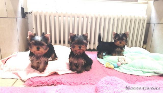 Donne chiots Yorkshire Terrier a vendre à Dijon - Loisirs / Animaux