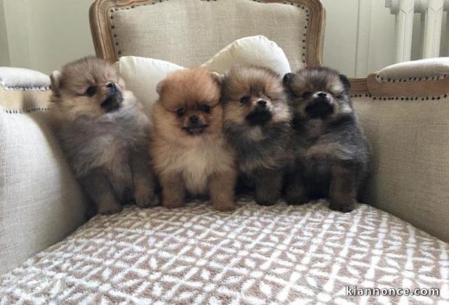 SPITZ POMERANIAN type nounours