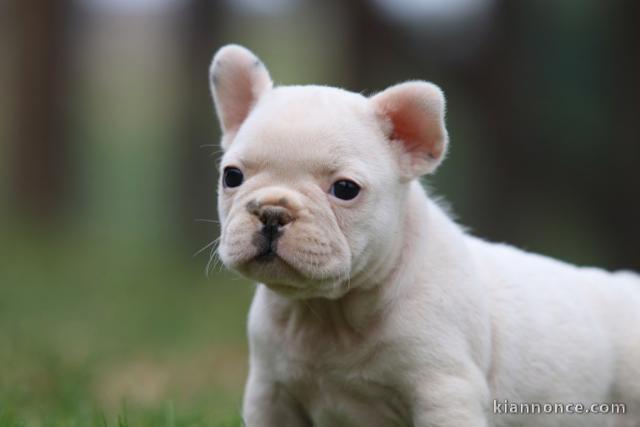 DONNE ADORABLE CHIOT BOULEDOGUE FRANCAIS