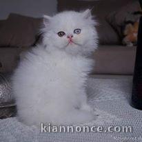 Magnifique chatons persans a donner