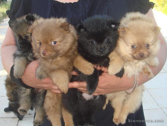 Magnifiques chiots Spitz nain 