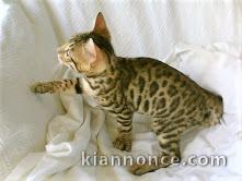 Magnifique chatons bengal  a donner