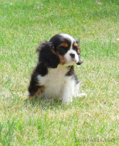 Don de Chiots Cavalier King Charles