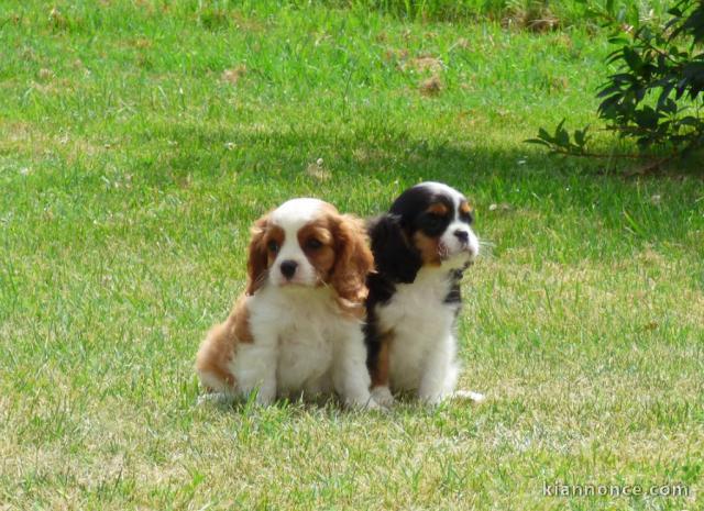 Don de Chiots Cavalier King Charles